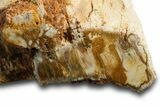 Triassic-Age Petrified Wood Log - Madagascar #378895-3
